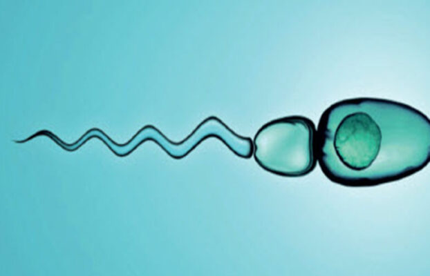 Sperm bulunmasında kullanılan cerrahi yöntemler.